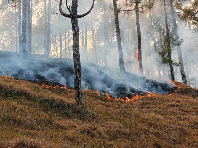 गरुड़ के कंधार क्षेत्र के जंगलों में आज अचानक आग भड़क उठी। ठंड के मौसम में जंगलों में लगी इस आग ने वन विभाग की चिंता बढ़ा दी है। दूर-दूर तक फैली आग से वन संपदा को भारी नुकसान पहुंचने की आशंका जताई जा रही है।