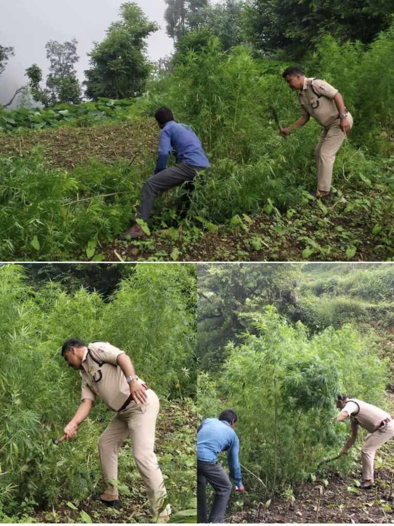 चम्पावत में नशे के खिलाफ पुलिस का बड़ा एक्शन, 02 नाली अवैध भांग की खेती नष्ट