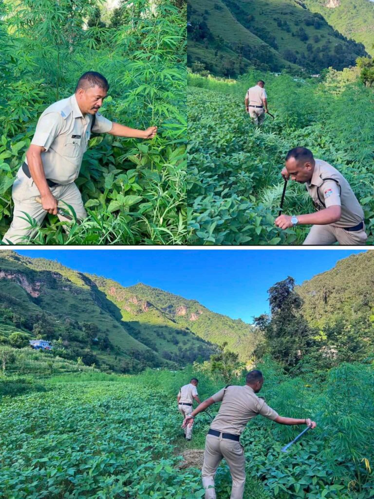 नशे के सौदागरों पर पुलिस का प्रहार, अवैध भांग की खेती पर चला पुलिस का डंडा!